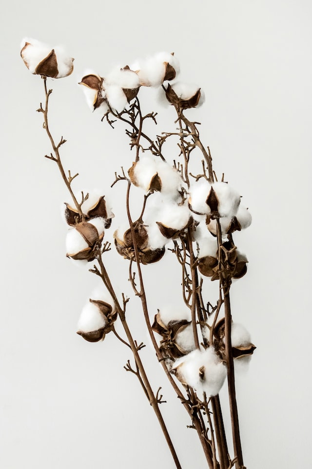 Fleurs de coton
