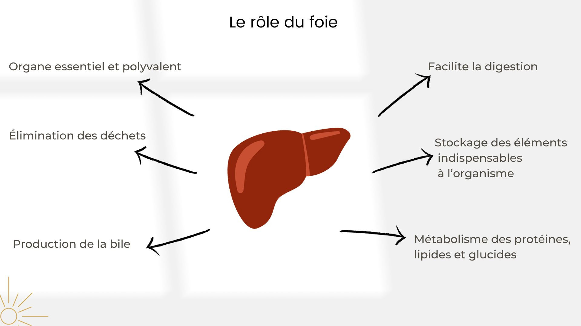 Fonction Du Foie O Se Trouve Le Foie TCZTPR