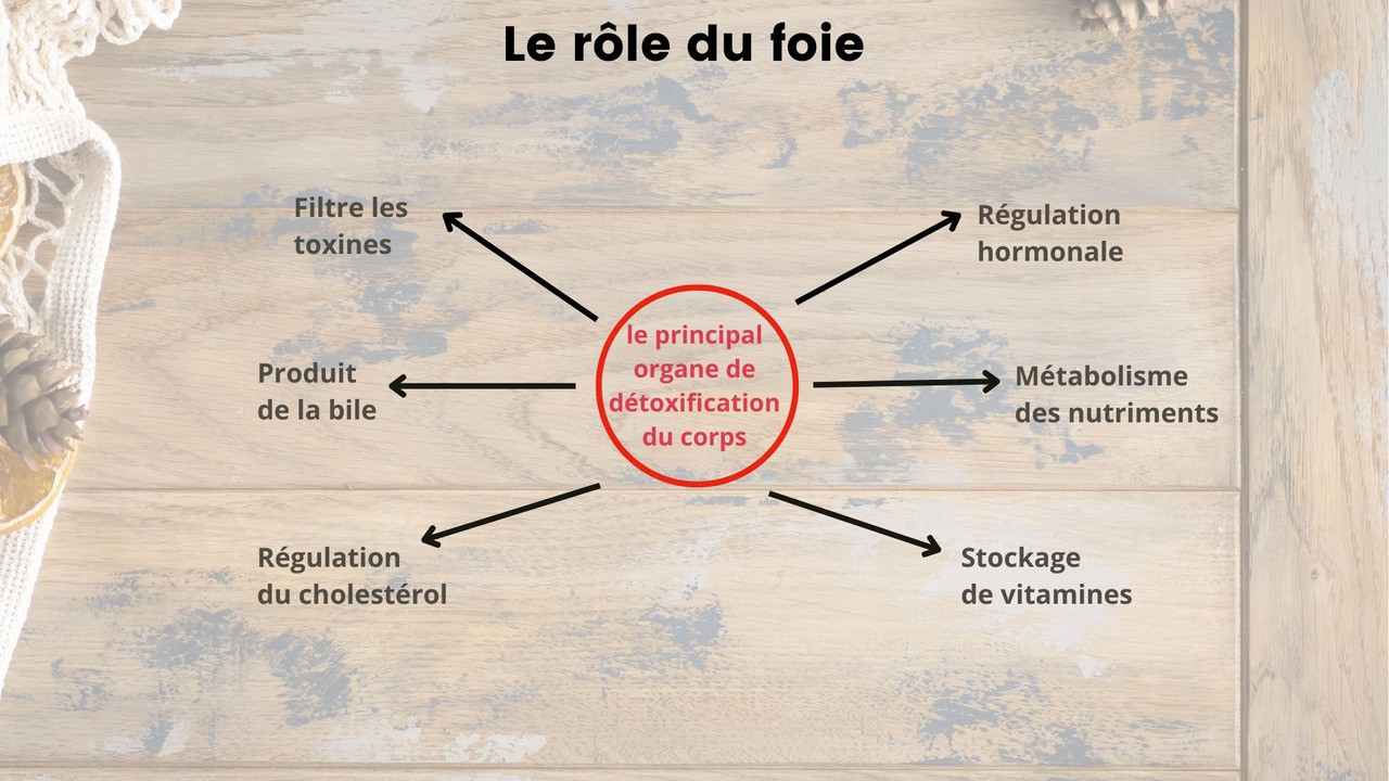 Le role du foie