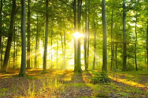 Mudras pour équilibre vata Les mudras pour s'harmoniser avec le saisons : automne