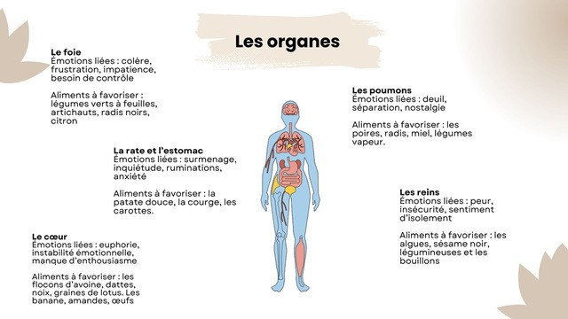 Les organes liés à l'alimentation emotionnelle