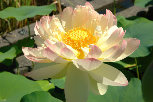 le symbolisme du lotus sacré d'orient
